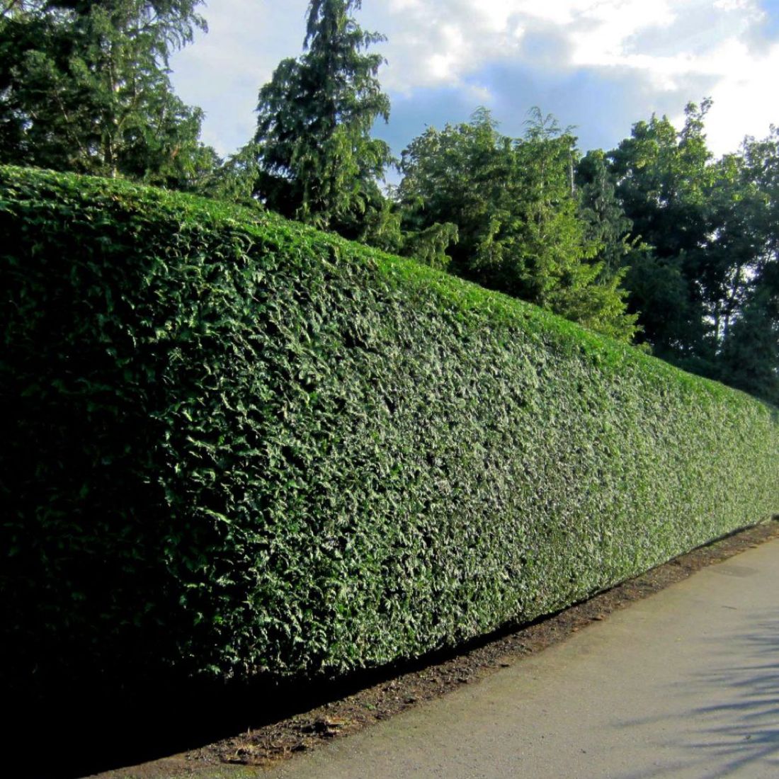 Fachgerecht geschnittene Hecke entlang eines Grundstücks